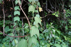 Passiflora alnifolia
