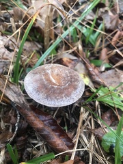 Pseudoomphalina cokeri