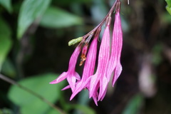 Spigelia pedunculata