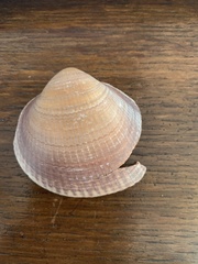Glycymeris nummaria