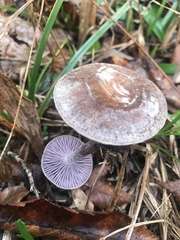 Pseudoomphalina cokeri