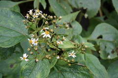 Alloispermum