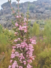 Erica inflata