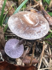 Pseudoomphalina cokeri