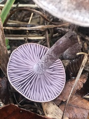 Pseudoomphalina cokeri