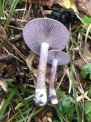 Pseudoomphalina cokeri