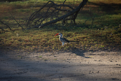 Tockus damarensis