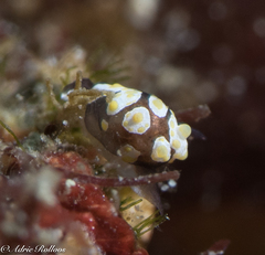 Colpodaspis thompsoni