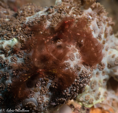 Achaeus japonicus