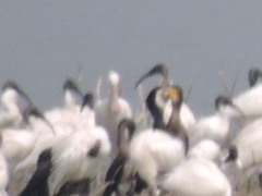 Platalea leucorodia
