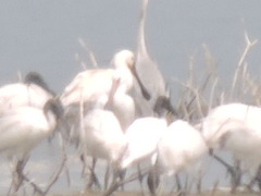 Platalea leucorodia