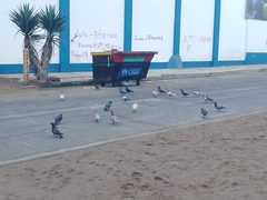 Columba livia