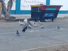 Columba livia