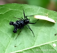 Micrathena triserrata