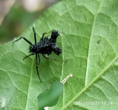 Micrathena triserrata