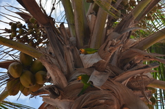 Eupsittula pertinax xanthogenia