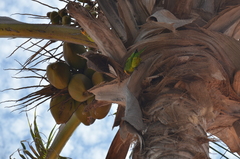 Eupsittula pertinax xanthogenia