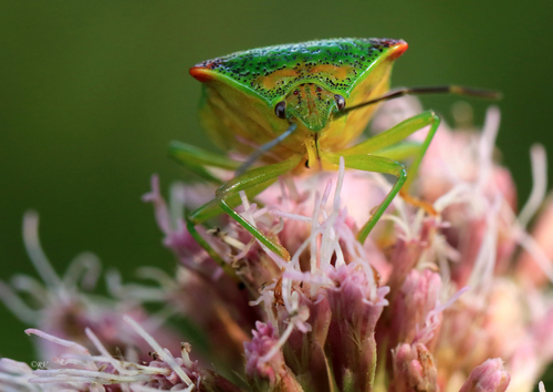 Gudobelinė Skydblakė nuotrauka