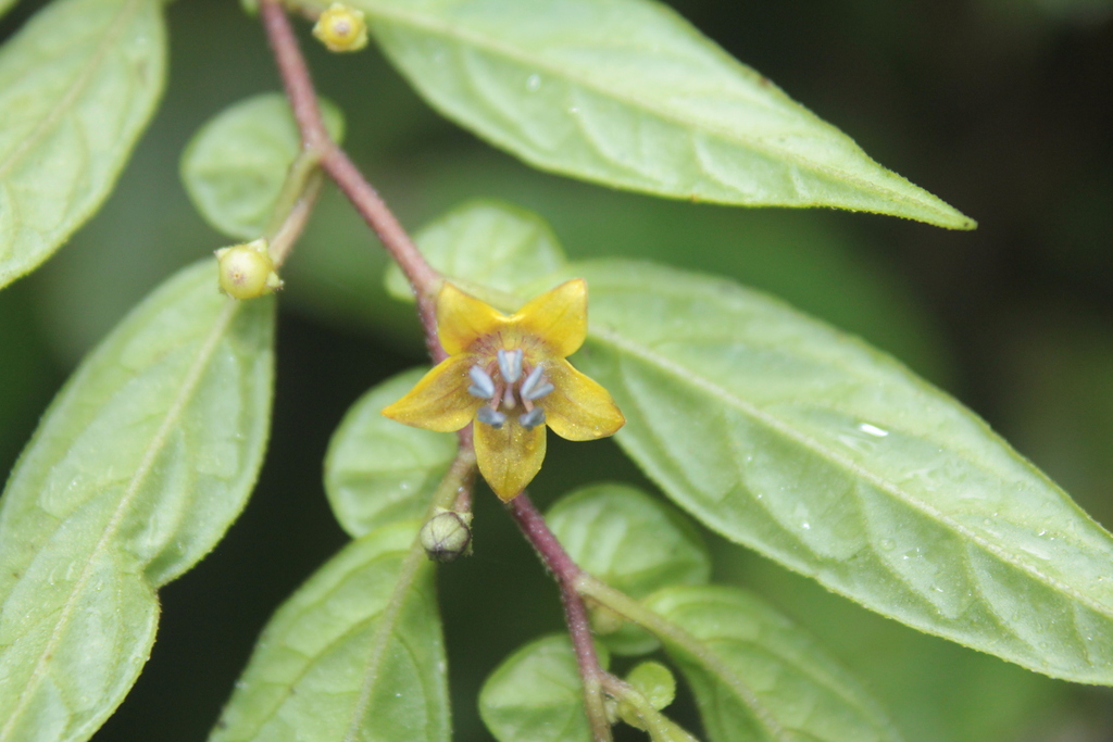 Capsicum dimorphum