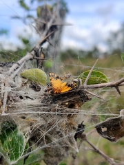 Stegodyphus sarasinorum