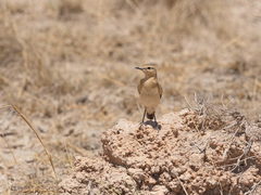 Oenanthe isabellina