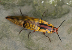 Semiotus imperialis