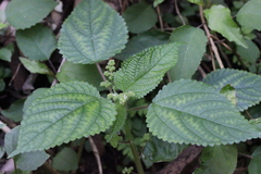 Boehmeria macrophylla