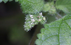 Boehmeria macrophylla
