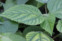 Boehmeria macrophylla