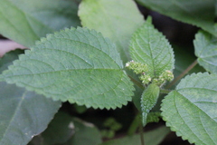 Boehmeria macrophylla