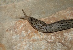 Limax conemenosi