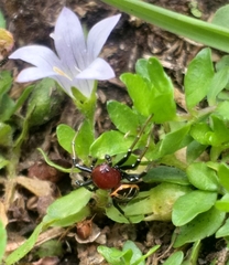 Camaricus nigrotesselatus