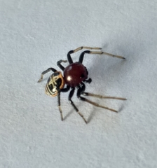 Camaricus nigrotesselatus