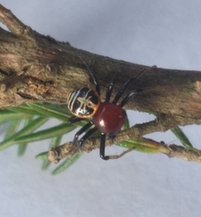 Camaricus nigrotesselatus