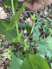 Ageratina roanensis