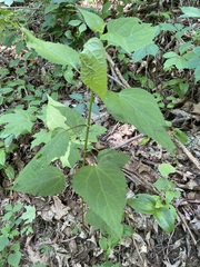 Ageratina roanensis