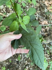 Ageratina roanensis