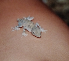 Pristurus carteri