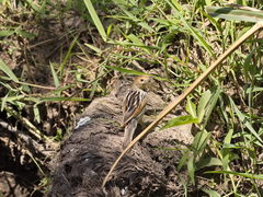 Cisticola brunnescens