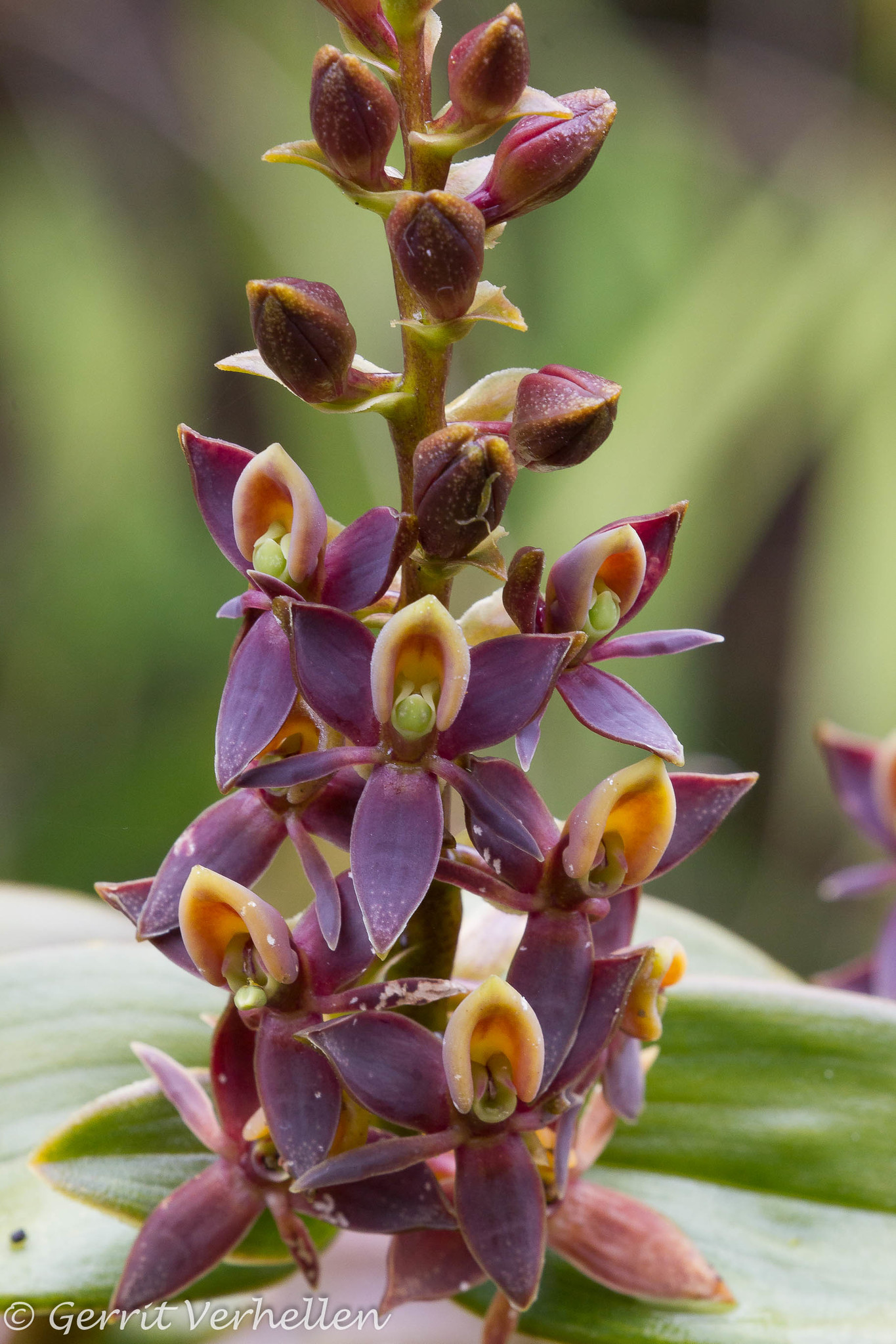 Epidendrum chondrochilum image