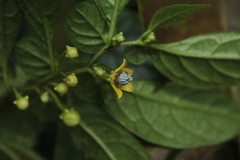 Capsicum dimorphum