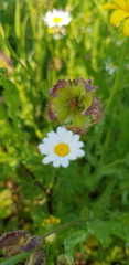 Calendula pachysperma