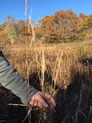 Panicum amarum amarulum
