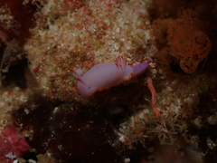 Mexichromis macropus
