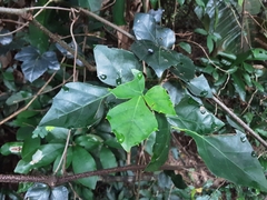 Rhoicissus rhomboidea