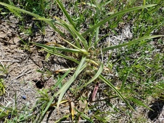 Tradescantia tharpii