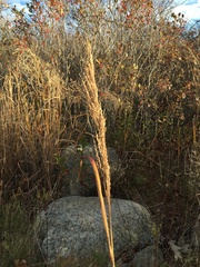 Panicum amarum amarulum