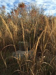 Panicum amarum amarulum