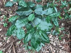 Chionanthus peglerae