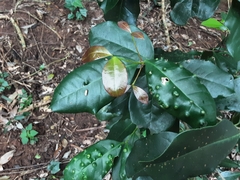 Chionanthus peglerae